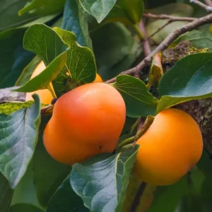 Live Persimmon Tree - 1 Ft Tall Hardy Fruit Tree for Outdoor Planting - Image 9