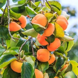 Live Persimmon Tree - Hardy Fruit Tree, 1 Feet Tall, Outdoor Planting - Image 5