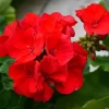 Live Red Geranium Plant – 4 to 6 Inch Tall Flower for Garden & Patio - Image 1