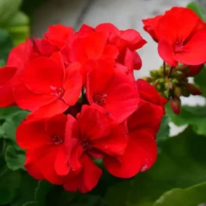 Live Red Geranium Plant – 4 to 6 Inch Tall Flower for Garden & Patio - Image 7