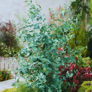 Live Silver Dollar Eucalyptus Plant - Indoor/Outdoor Tree for Zones 8-11 - Image 6