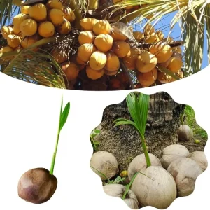 Live Sprouted Yellow Coconut Tree Plant – Tropical Gardening – 6-8 Inch Tall - Image 6