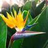 Live Yellow Bird of Paradise Plant – Strelitzia – 4-6" Tall – No Pot - Image 1