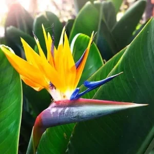 Live Yellow Bird of Paradise Plant – Strelitzia – 4-6" Tall – No Pot - Image 1