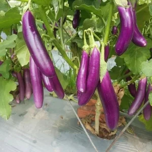 Long Purple Eggplant Seeds - 100 Seeds for Planting - Fresh Garden Seeds - Image 6
