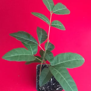 Longan Dimocarpus 'Diamond River' Dragon Eye Seedling Live Plant 5-9