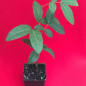 Longan Dimocarpus 'Diamond River' Dragon Eye Seedling Live Plant 5-9