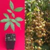 Longan Dimocarpus 'Diamond River' Dragon Eye Seedling Live Plant 5-9" Tall - Image 1