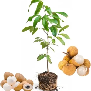 Longan Fruit Tree Live Plant - Tropical Fruit Starter, 5-9 Inch Tall - Image 4