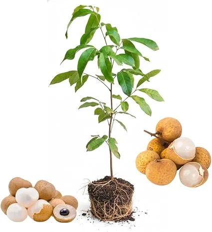 Longan Fruit Tree Live Plant - Tropical Fruit Starter, 5-9 Inch Tall - Image 5