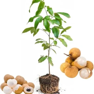 Longan Fruit Tree Live Plant - Tropical Fruit Starter, 5-9 Inch Tall - Image 1
