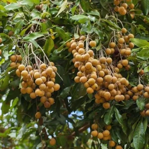 Longan Seeds for Planting - 20 Sweet Fruit Seeds for Indoor Growing - Image 3
