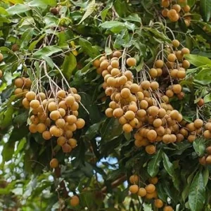 Longan Seeds for Planting - 20 Sweet Fruit Seeds for Indoor Growing - Image 7