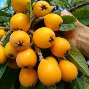 Loquat Tree Live Plant, 6-8 Inches Tall, 1 Year Old, Fruiting, Outdoor - Image 5