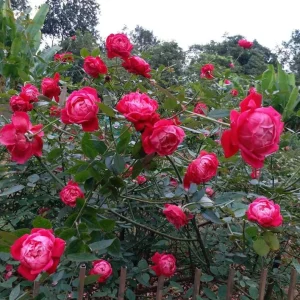 Louis Philippe Rose Plant - Live Crimson Red Pink Shrub, 5-8 Inch Tall - Image 2