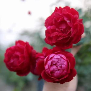 Louis Philippe Rose Plant - Live Crimson Red Pink Shrub, 5-8 Inch Tall - Image 3