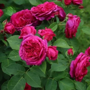 Louis Philippe Rose Plant - Live Crimson Red Pink Shrub, 5-8 Inch Tall - Image 4
