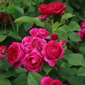 Louis Philippe Rose Plant - Live Crimson Red Pink Shrub, 5-8 Inch Tall - Image 1