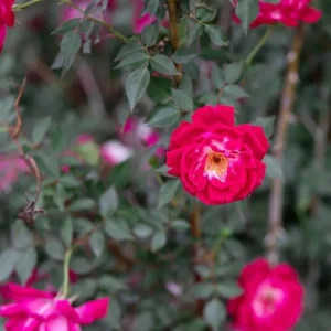 Louis Philippe Rose Plant - Live Crimson Red Pink Shrub, 5-8 Inch Tall - Image 5