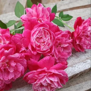 Louis Philippe Rose Plant - Live Crimson Red Pink Shrub, 5-8 Inch Tall - Image 6