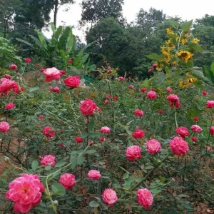 Louis Philippe Rose Plant - Live Crimson Red Pink Shrub, 5-8 Inch Tall - Image 7