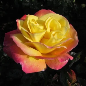Love Peace Rose Live Plant - Hybrid Tea Shrub, Yellow Pink Flowers, 5-8 Inch Tall - Image 2