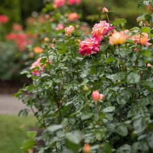 Love Peace Rose Live Plant - Hybrid Tea Shrub, Yellow Pink Flowers, 5-8 Inch Tall - Image 3