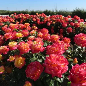 Love Peace Rose Live Plant - Hybrid Tea Shrub, Yellow Pink Flowers, 5-8 Inch Tall - Image 4