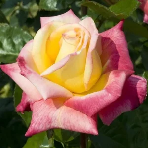 Love Peace Rose Live Plant - Hybrid Tea Shrub, Yellow Pink Flowers, 5-8 Inch Tall - Image 5