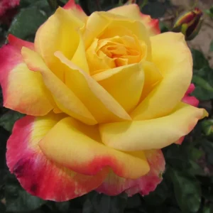 Love Peace Rose Live Plant - Hybrid Tea Shrub, Yellow Pink Flowers, 5-8 Inch Tall - Image 7