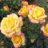 Love Peace Rose Live Plant - Hybrid Tea Shrub, Yellow Pink Flowers, 5-8 Inch Tall - Image 1
