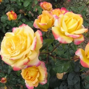 Love Peace Rose Live Plant - Hybrid Tea Shrub, Yellow Pink Flowers, 5-8 Inch Tall - Image 1