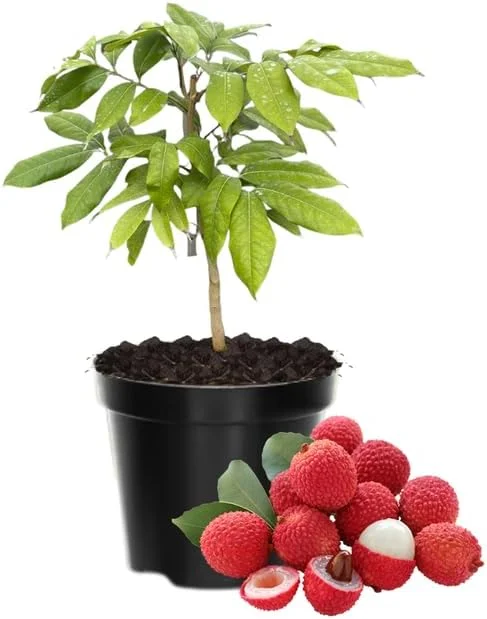 Lychee Fruit Tree Live Plant – 6 to 10 Inches – Tropical Plant - Image 2
