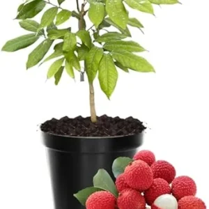 Lychee Fruit Tree Live Plant – 6 to 10 Inches – Tropical Plant - Image 5