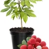 Lychee Fruit Tree Live Plant – 6 to 10 Inches – Tropical Plant - Image 1