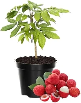 Lychee Fruit Tree Live Plant – 6 to 10 Inches – Tropical Plant - Image 7