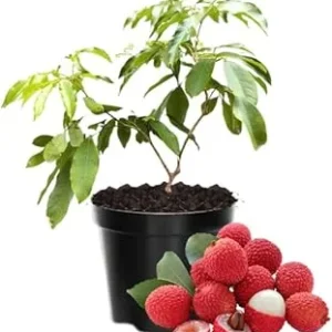 Lychee Fruit Tree Live Plant - Tropical Edible Plant, 6-9 Inches Tall, Indoor/Outdoor - Image 3