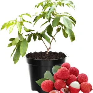 Lychee Fruit Tree Live Plant - Tropical Edible Plant, 6-9 Inches Tall, Indoor/Outdoor - Image 5