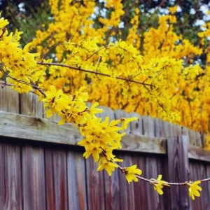 Lynwood Forsythia Live Plant – Yellow Flower Bush, 6-12 inches, Outdoor Shrub - Image 6