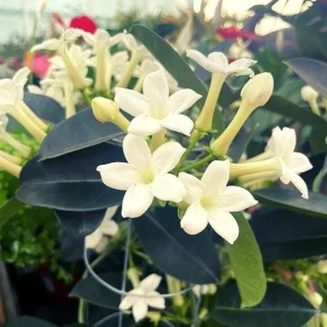 Madagascar Jasmine Live Plant – Stephanotis Floribunda – White Flowers – 5-8 Inch Tall - Image 3