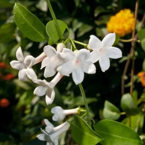 Madagascar Jasmine Live Plant – Stephanotis Floribunda – White Flowers – 5-8 Inch Tall - Image 6