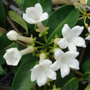 Madagascar Jasmine Live Plant – Stephanotis Floribunda – White Flowers – 5-8 Inch Tall - Image 7