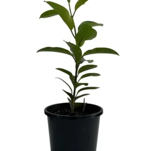 Madagascar Jasmine Live Plant – Stephanotis Floribunda – White Flowers – 5-8 Inch Tall - Image 8