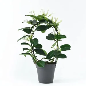 Madagascar Jasmine Live Plant – Stephanotis Floribunda – White Flowers – 5-8 Inch Tall - Image 1
