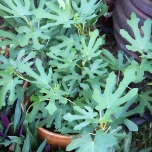 Magnolia Fig Tree Live Plant - Ficus Carica, Fruiting, Cold Hardy - Image 2