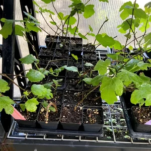 Magnolia Fig Tree Live Plant - Ficus Carica, Fruiting, Cold Hardy - Image 3