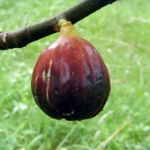 Magnolia Fig Tree Live Plant - Ficus Carica, Fruiting, Cold Hardy - Image 1