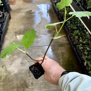 Magnolia Fig Tree Live Plant - Ficus Carica, Fruiting, Cold Hardy - Image 5