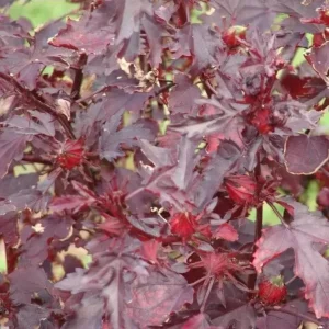 Mahogany Cranberry Hibiscus Live Plants, Set of 2, 5-8 Inch Tall, Outdoor - Image 10