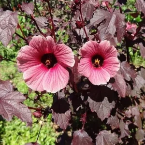 Mahogany Cranberry Hibiscus Live Plants, Set of 2, 5-8 Inch Tall, Outdoor - Image 2